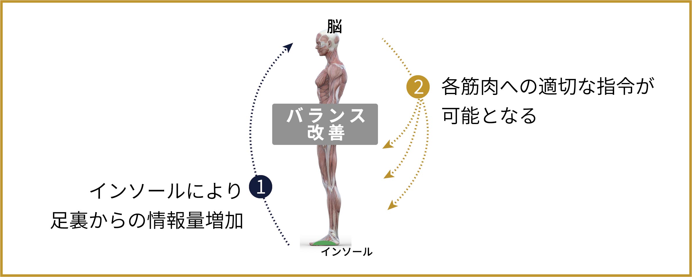 1.インソールにより足裏からの情報量増加 2.各筋肉への適切な指令が可能となる バランス改善